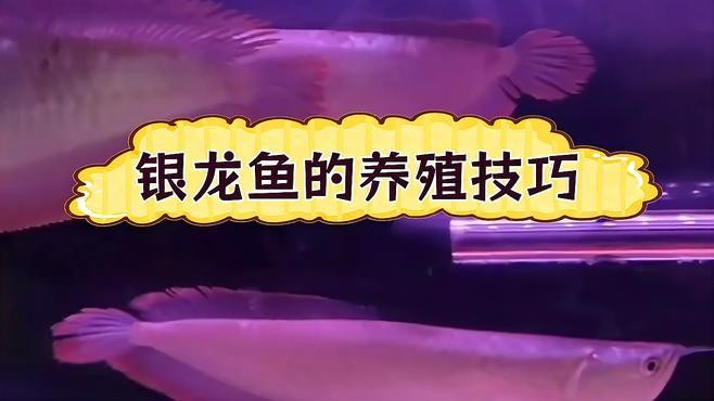 銀龍魚苗養(yǎng)殖注意事項(xiàng) 銀龍魚苗養(yǎng)殖注意事項(xiàng) 龍魚百科 第2張