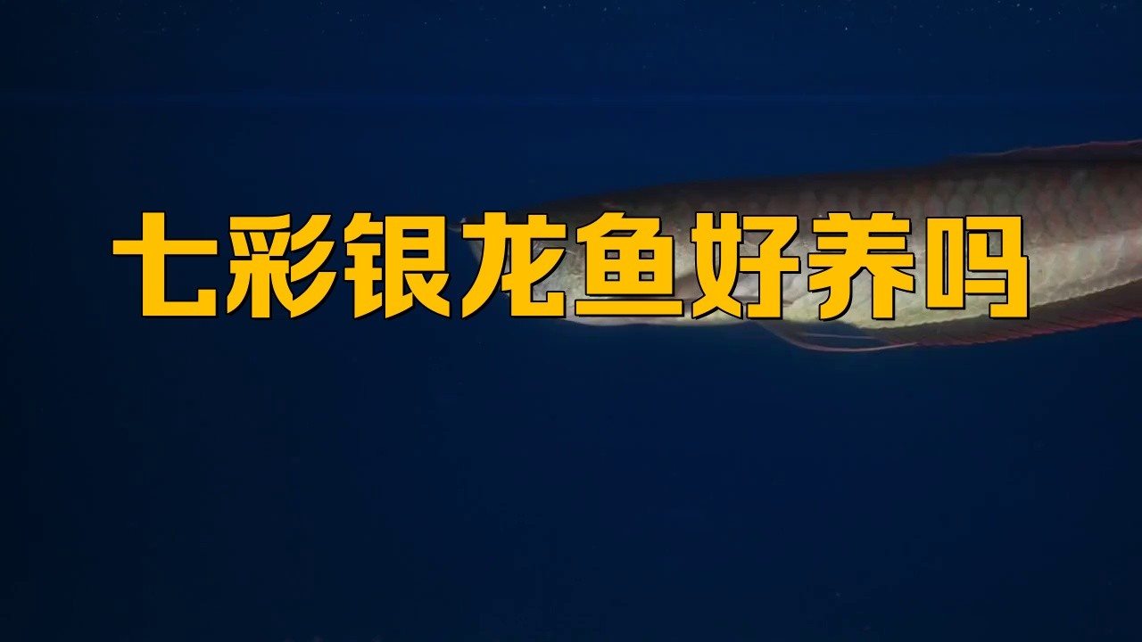 銀龍魚苗養(yǎng)殖注意事項(xiàng) 銀龍魚苗養(yǎng)殖注意事項(xiàng) 龍魚百科 第4張