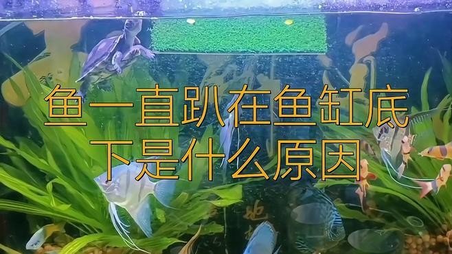 龍魚老是喜歡在缸底游怎么回事 龍魚老是喜歡在缸底游怎么回事 龍魚百科 第2張