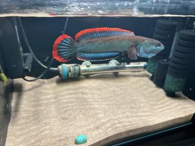 雷龍魚水質管理技巧：關于雷龍魚水質管理的技巧