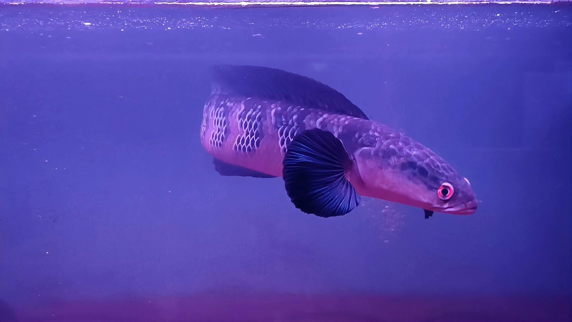 雷龍魚有哪些常見品種圖片 雷龍魚有哪些常見品種圖片 龍魚百科 第28張