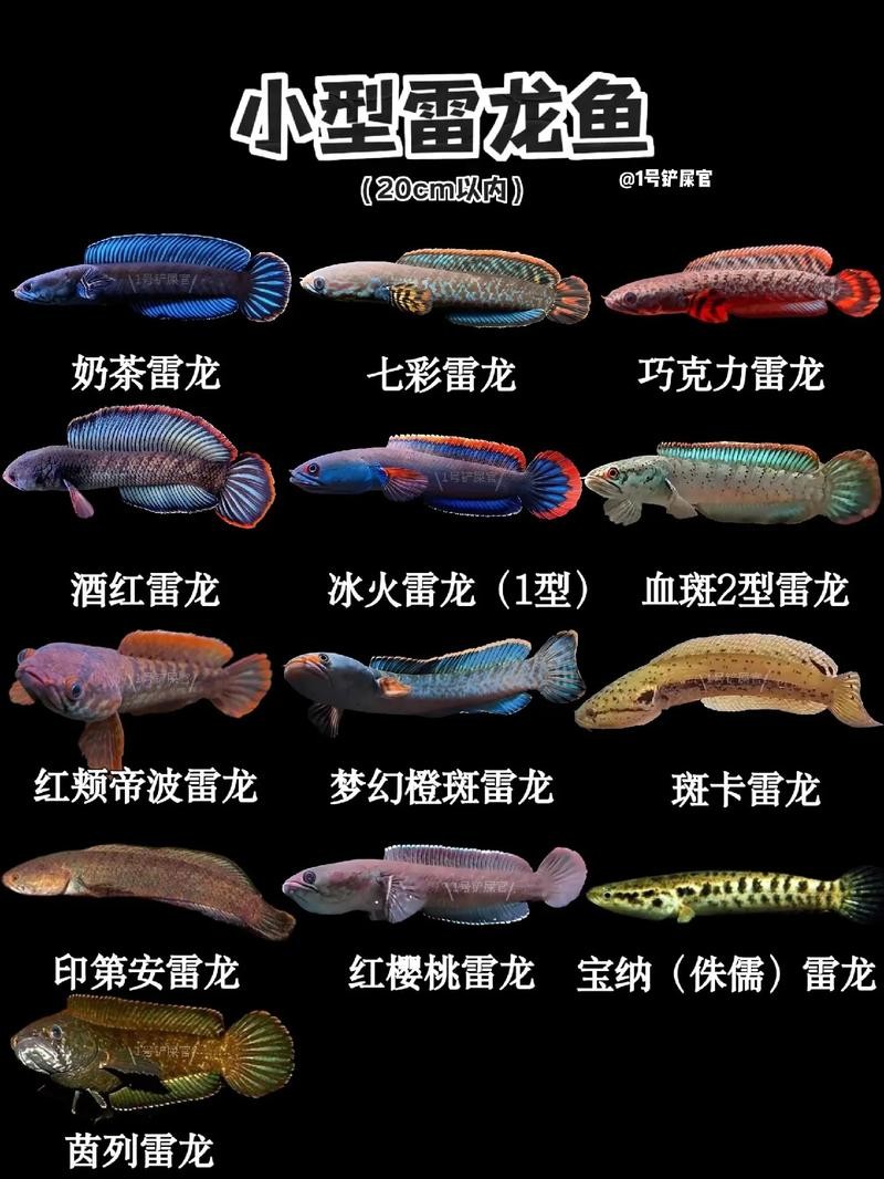 雷龍魚有哪些常見品種圖片 雷龍魚有哪些常見品種圖片 龍魚百科 第3張