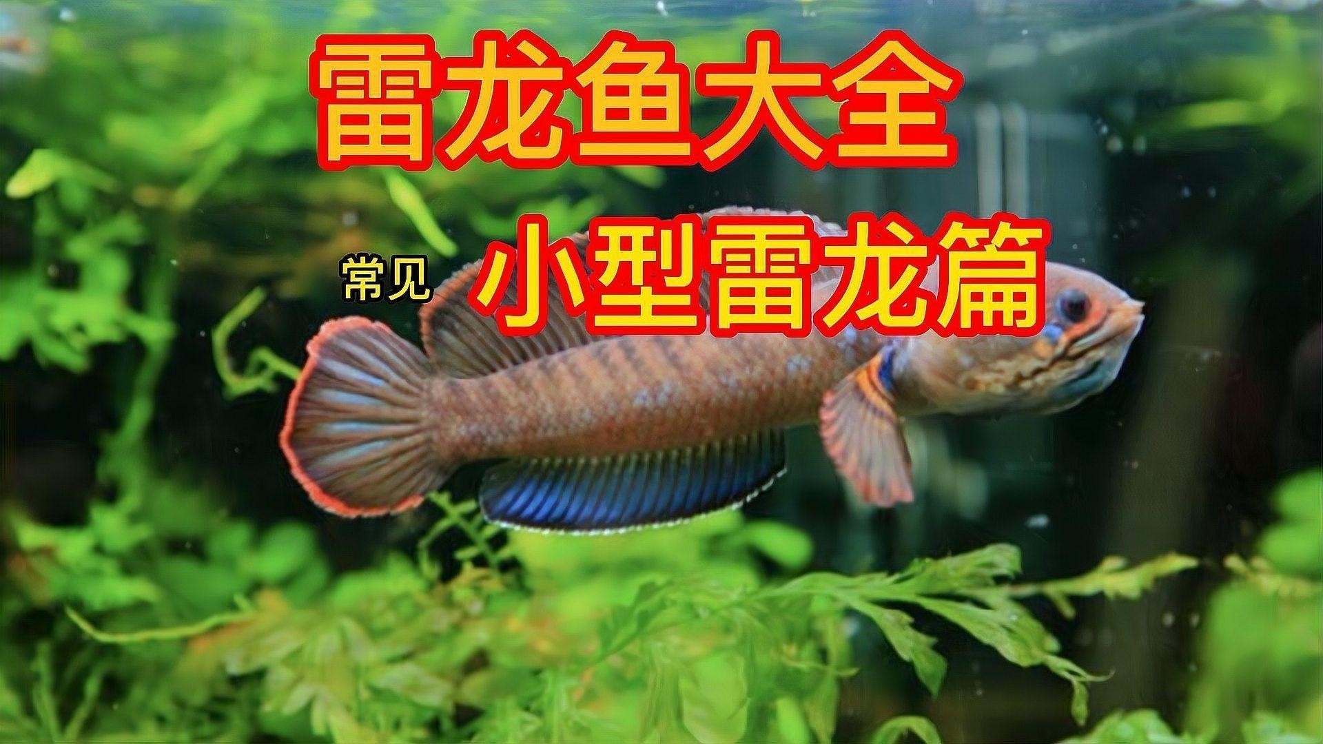 雷龍魚有哪些常見品種圖片 雷龍魚有哪些常見品種圖片 龍魚百科 第26張