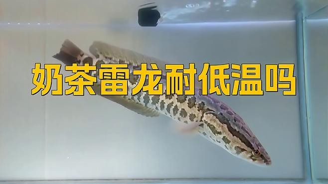 雷龍魚有哪些常見品種圖片 雷龍魚有哪些常見品種圖片 龍魚百科 第32張