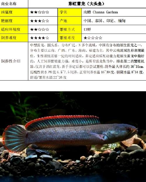 雷龍魚有哪些常見品種圖片 雷龍魚有哪些常見品種圖片 龍魚百科 第7張