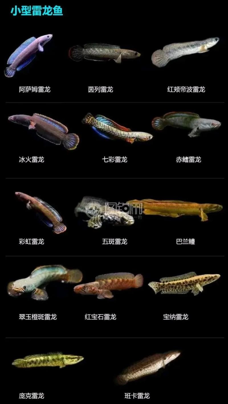 雷龍魚有哪些常見品種圖片 雷龍魚有哪些常見品種圖片 龍魚百科 第5張