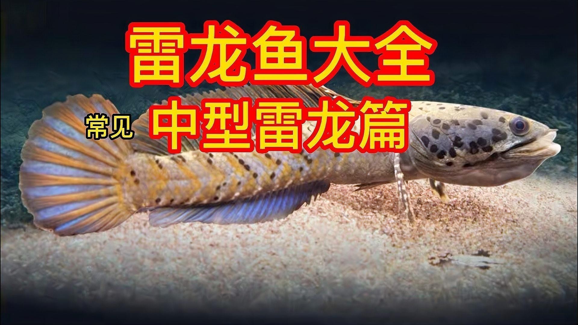 雷龍魚有哪些常見品種圖片 雷龍魚有哪些常見品種圖片 龍魚百科 第29張