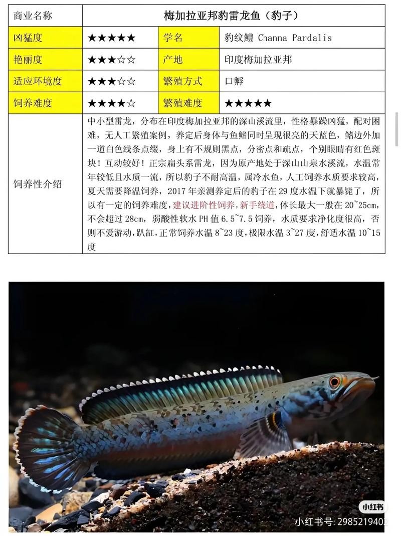 雷龍魚有哪些常見品種圖片 雷龍魚有哪些常見品種圖片 龍魚百科 第13張
