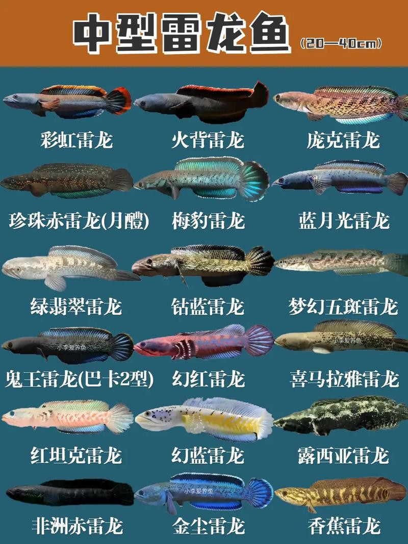 雷龍魚有哪些常見品種圖片 雷龍魚有哪些常見品種圖片 龍魚百科 第2張