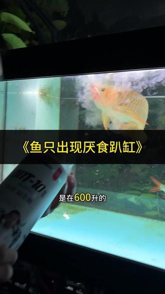 養龍魚教學視頻完整版