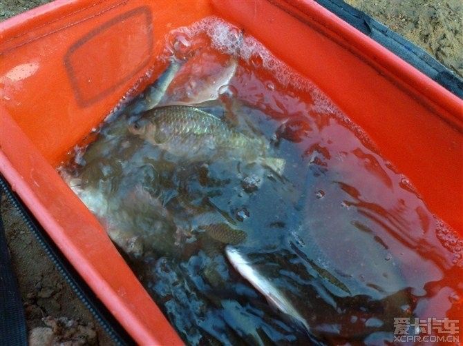 龍魚要漲價了嗎現在：影響龍魚價格的因素有哪些？