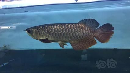 龍魚狀態(tài)不好怎么處理好：當(dāng)龍魚的狀態(tài)出現(xiàn)問題時
