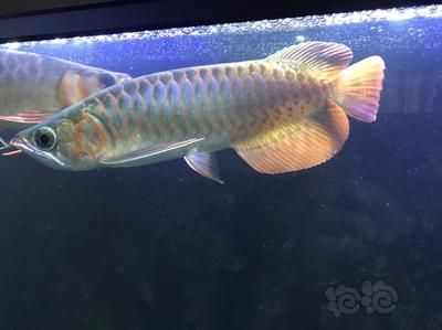 龍魚狀態(tài)不好怎么處理好：當(dāng)龍魚的狀態(tài)出現(xiàn)問題時