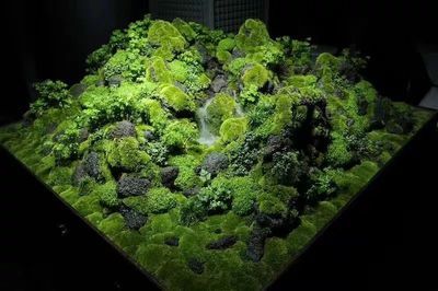 金龍魚草缸【ai搜索智腦搜索智腦重新生成對(duì)上文進(jìn)行改寫分享給智腦重新生成】