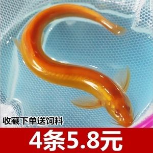 金龍魚吃泥鰍會不會引起消化不良死：金龍魚吃泥鰍可能引起的問題：金龍魚吃泥鰍會中毒嗎