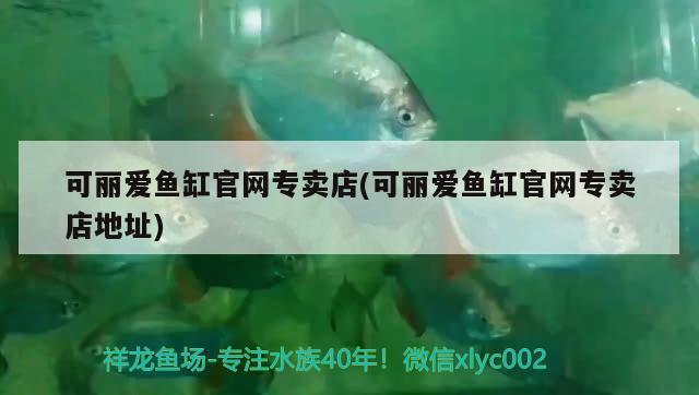廣州市從化街口魚之屋水族設計室（廣州市從化街口魚之屋水族設計室電話）