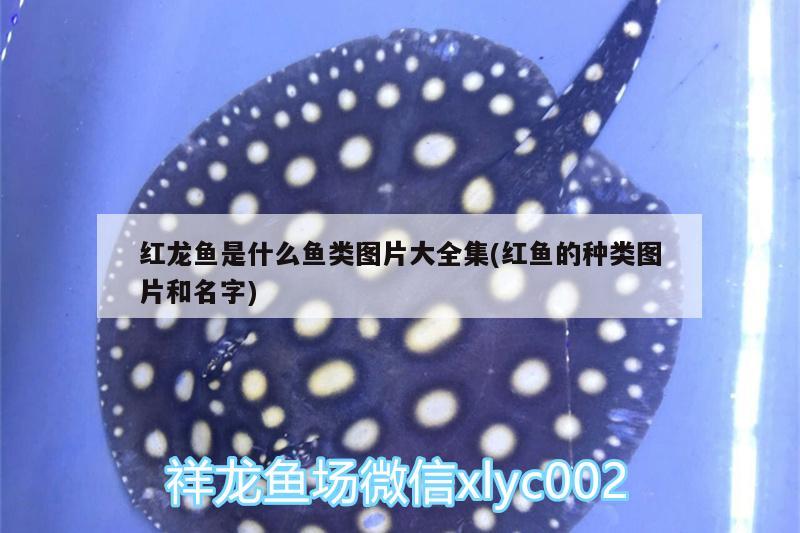 濱州市彼岸伊人商貿(mào)股份有限公司(濱州市彼岸伊人商貿(mào)股份有限公司電話) 全國水族館企業(yè)名錄 第2張 濱州市彼岸伊人商貿(mào)股份有限公司(濱州市彼岸伊人商貿(mào)股份有限公司電話) 濱州市彼岸伊人商貿(mào)股份有限公司(濱州市彼岸伊人商貿(mào)股份有限公司電話) 全國水族館企業(yè)名錄 第2張