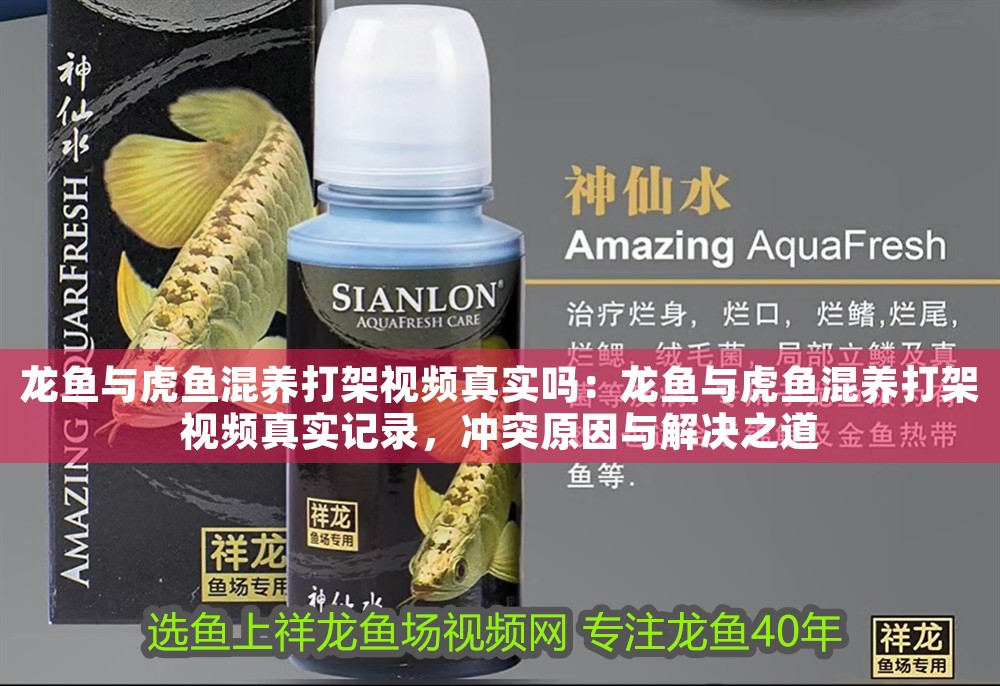 龍魚與虎魚混養(yǎng)打架視頻真實嗎：龍魚與虎魚混養(yǎng)打架視頻真實記錄，沖突原因與解決之道