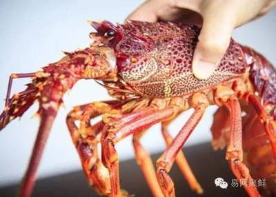 澳龍和紅龍的區別是什么？：澳龍和紅龍在外貌上有明顯的區別，澳龍和紅龍的區別