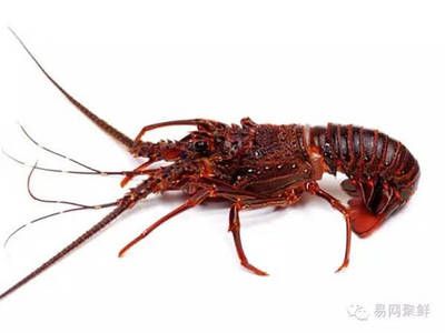 澳龍和紅龍的區別是什么？：澳龍和紅龍在外貌上有明顯的區別，澳龍和紅龍的區別