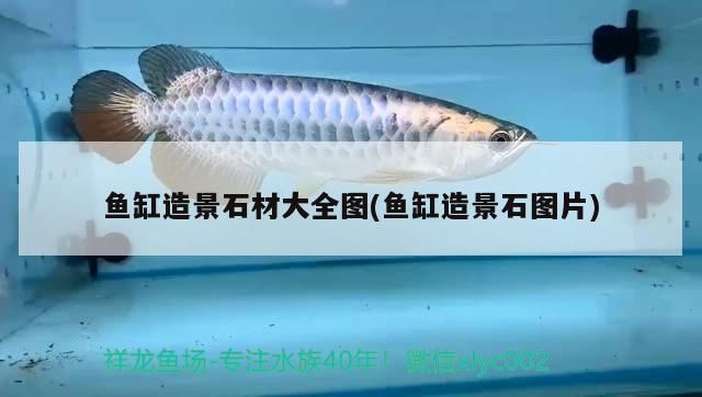 龍魚專用燈是多少伏的燈泡?。糊堲~專用燈品牌推薦龍魚專用燈品牌推薦龍魚專用燈