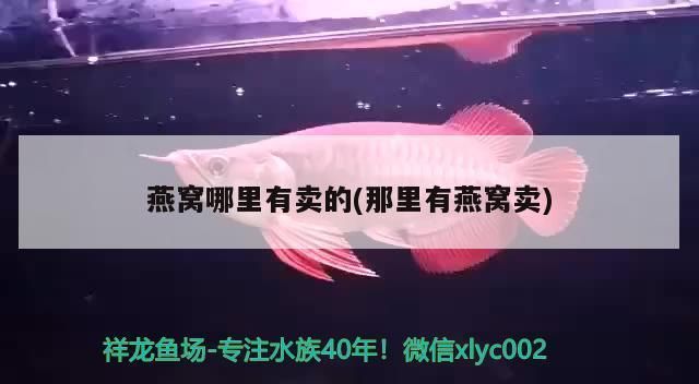 龍魚專用燈是多少伏的燈泡啊：龍魚專用燈品牌推薦龍魚專用燈品牌推薦龍魚專用燈