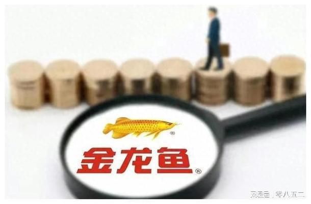 金龍魚發展（金龍魚發展歷程）
