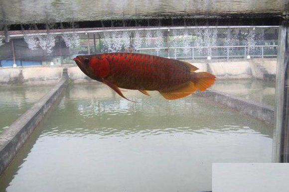 辰赤紅龍是孟吉爾紅龍嗎：紅外線紅龍的養殖技巧辰赤紅龍和孟吉爾紅龍的養殖技巧 辰赤紅龍是孟吉爾紅龍嗎：紅外線紅龍的養殖技巧辰赤紅龍和孟吉爾紅龍的養殖技巧 龍魚百科 第1張