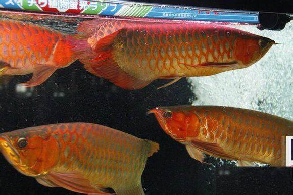 辰赤紅龍是孟吉爾紅龍嗎：紅外線紅龍的養殖技巧辰赤紅龍和孟吉爾紅龍的養殖技巧 辰赤紅龍是孟吉爾紅龍嗎：紅外線紅龍的養殖技巧辰赤紅龍和孟吉爾紅龍的養殖技巧 龍魚百科 第2張