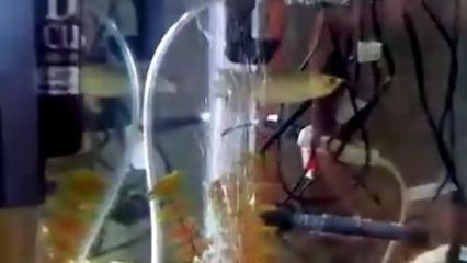 星點龍魚換水操作指南:星點龍魚換水操作指南包括保持水質清潔、定期更換水并清理過濾器 龍魚百科 第5張 星點龍魚換水操作指南:星點龍魚換水操作指南包括保持水質清潔、定期更換水并清理過濾器 星點龍魚換水操作指南:星點龍魚換水操作指南包括保持水質清潔、定期更換水并清理過濾器 龍魚百科 第5張