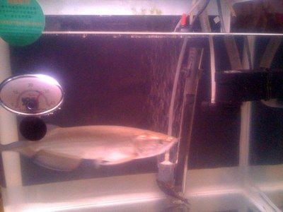 星點龍魚換水操作指南:星點龍魚換水操作指南包括保持水質清潔、定期更換水并清理過濾器 龍魚百科 第2張 星點龍魚換水操作指南:星點龍魚換水操作指南包括保持水質清潔、定期更換水并清理過濾器 星點龍魚換水操作指南:星點龍魚換水操作指南包括保持水質清潔、定期更換水并清理過濾器 龍魚百科 第2張