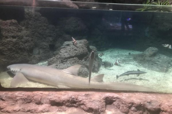 杭州龍魚搬遷最新消息新聞