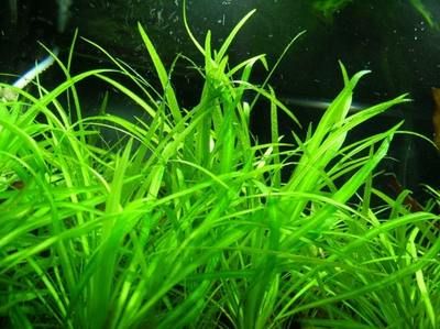 養龍魚可以放水草嗎：養龍魚可以放水草嗎？
