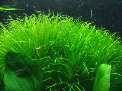 養龍魚可以放水草嗎：養龍魚可以放水草嗎？