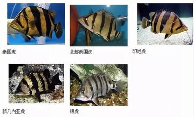 印尼虎魚苗混養密度控制：印尼虎魚苗混養密度控制對于其健康成長至關重要 印尼虎魚苗混養密度控制：印尼虎魚苗混養密度控制對于其健康成長至關重要 龍魚百科 第4張