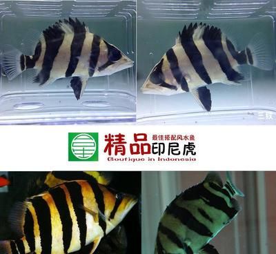 印尼虎魚苗混養密度控制：印尼虎魚苗混養密度控制對于其健康成長至關重要 印尼虎魚苗混養密度控制：印尼虎魚苗混養密度控制對于其健康成長至關重要 龍魚百科 第2張