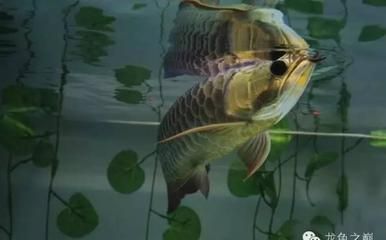 龍魚訓(xùn)食飼料怎么喂（龍魚訓(xùn)食周期多久合適龍魚訓(xùn)食周期多久合適） 龍魚訓(xùn)食飼料怎么喂（龍魚訓(xùn)食周期多久合適龍魚訓(xùn)食周期多久合適） 龍魚百科 第4張