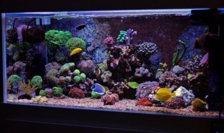 伊寧邊境經濟合作區(qū)花木水族館：伊寧邊境經濟合作區(qū)花木水族館在哪 伊寧邊境經濟合作區(qū)花木水族館：伊寧邊境經濟合作區(qū)花木水族館在哪 全國水族館企業(yè)名錄