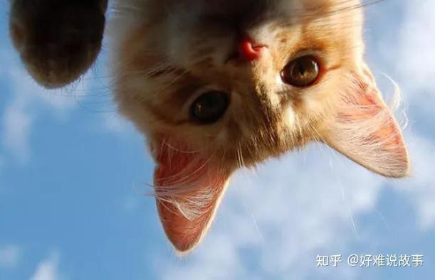 2000字版本適合哪些閱讀場景？