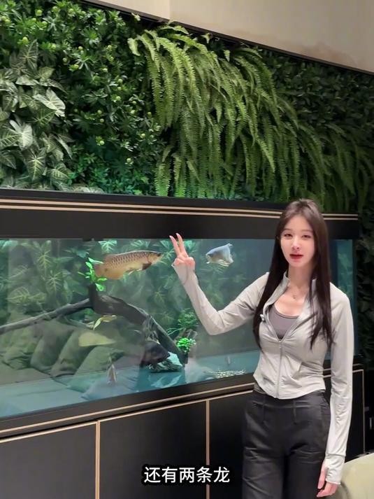 龍魚和貓共養需要多大的魚缸？ 龍魚和貓共養需要多大的魚缸？ 龍魚百科 第4張