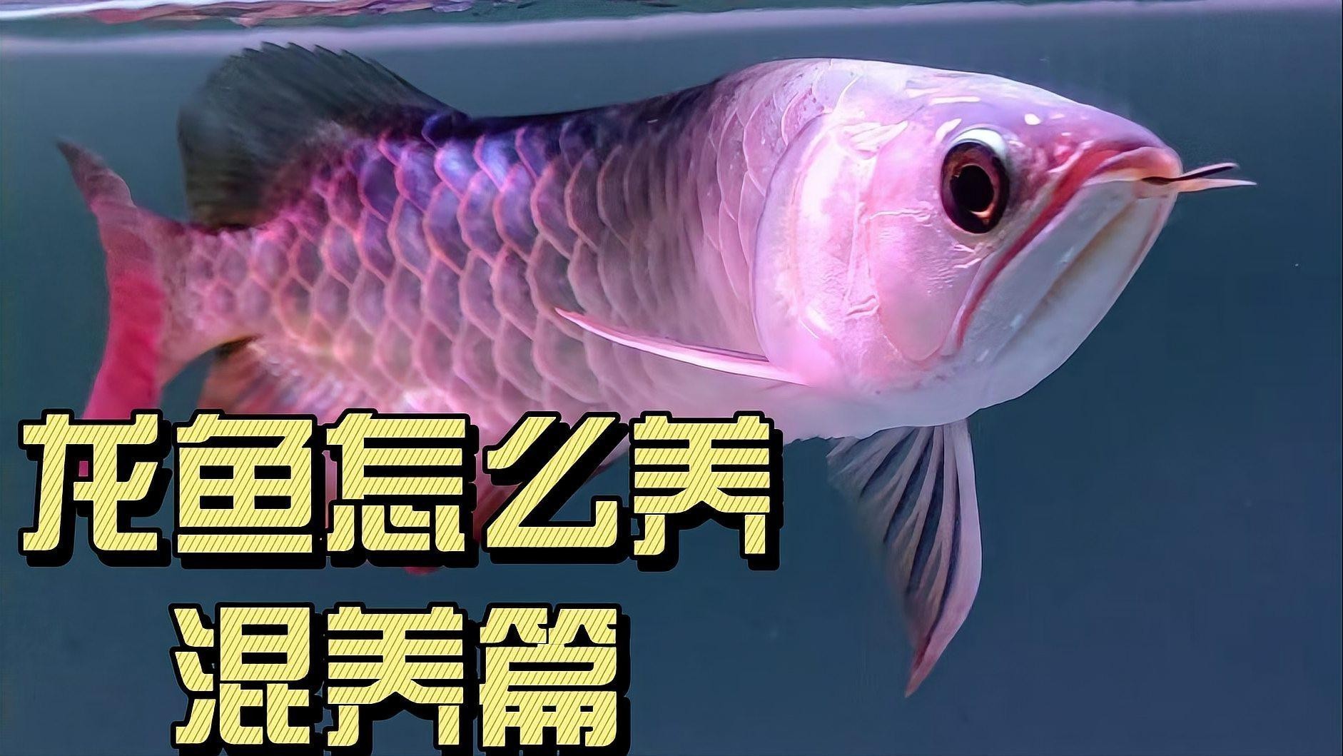 龍魚和貓共養需要多大的魚缸？ 龍魚和貓共養需要多大的魚缸？ 龍魚百科 第5張