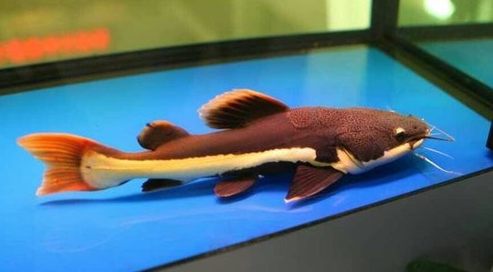 龍魚和貓共養需要多大的魚缸？ 龍魚和貓共養需要多大的魚缸？ 龍魚百科 第10張