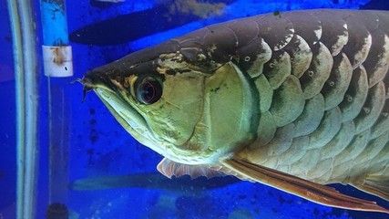 金龍魚眼睛蒙白點怎么辦，：金龍魚的眼睛蒙白點怎么辦