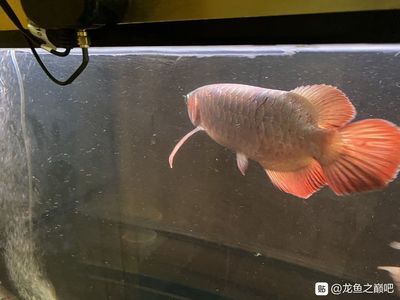 龍魚立鱗會死嗎為什么不能養在魚缸里面：龍魚立鱗會死嗎