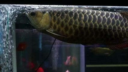 沈陽金龍魚寵物店地址電話，沈陽金龍魚寵物店