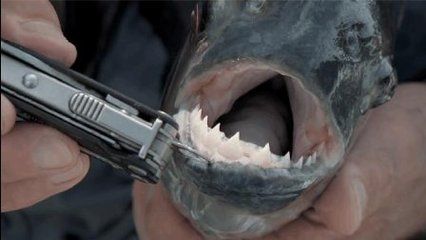 黑食魚(yú)和龍魚(yú)混養(yǎng)：黑食魚(yú)與龍魚(yú)混養(yǎng)的區(qū)別，