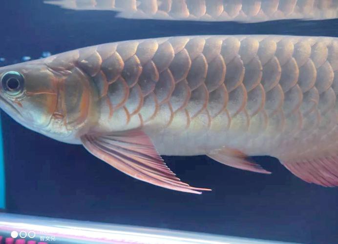 如何辨別龍魚的真偽和品質？