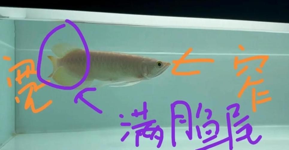 龍魚苗大概多少錢一條呢圖片