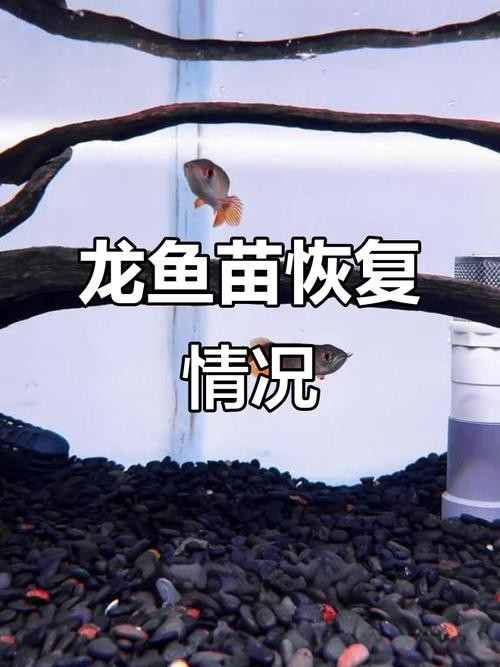 龍魚苗大概多少錢一條呢圖片