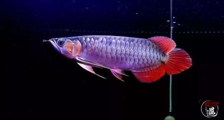 白色像龍的魚有哪些：白色像龍的魚有哪些，虎紋恐龍王魚的養殖要點